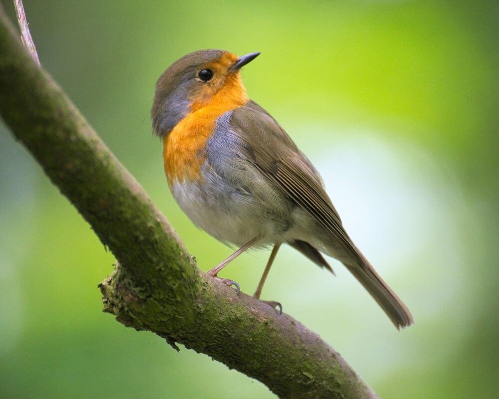 BBO Wildlife Trust background